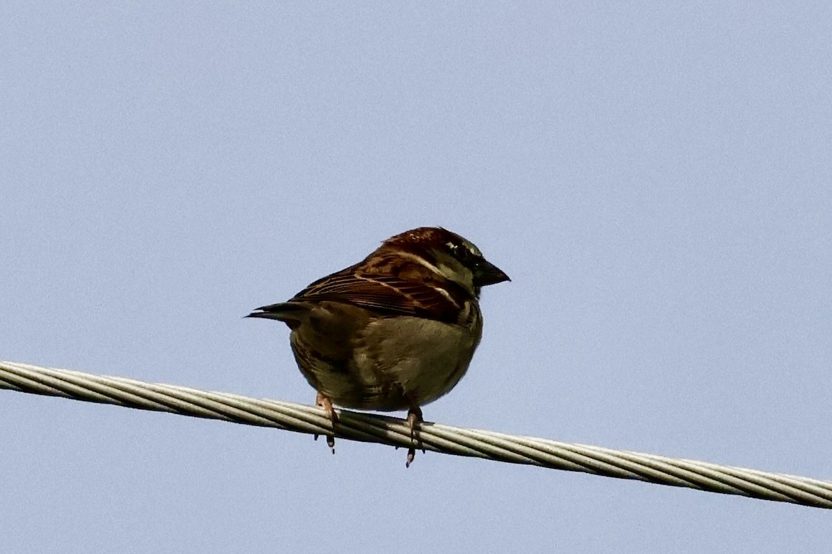 House Sparrow - ML646359349
