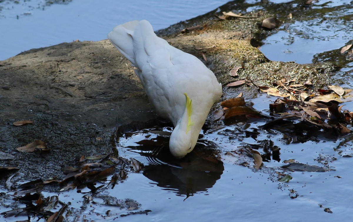 Sulphur-crested Cockatoo - ML646359352