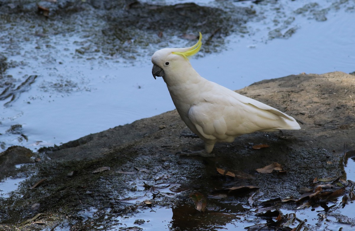 Sulphur-crested Cockatoo - ML646359353