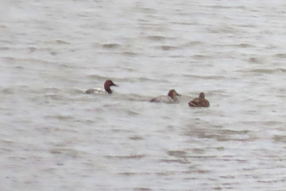 Riesentafelente - ML646359356