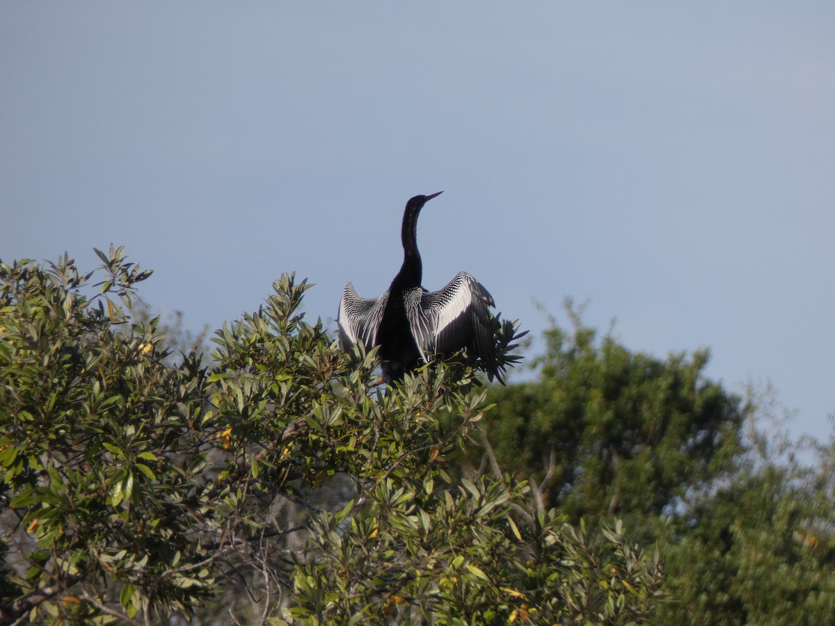 Anhinga - ML646359358