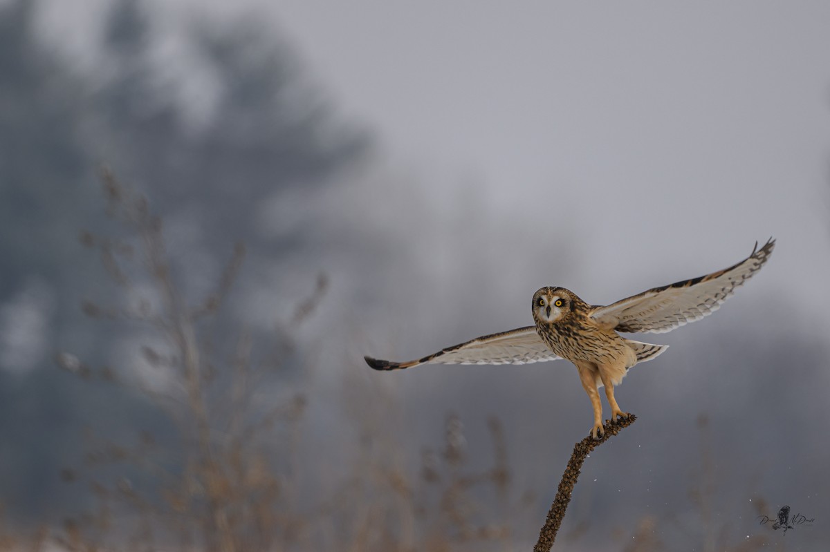 Zingira-hontza - ML646359361