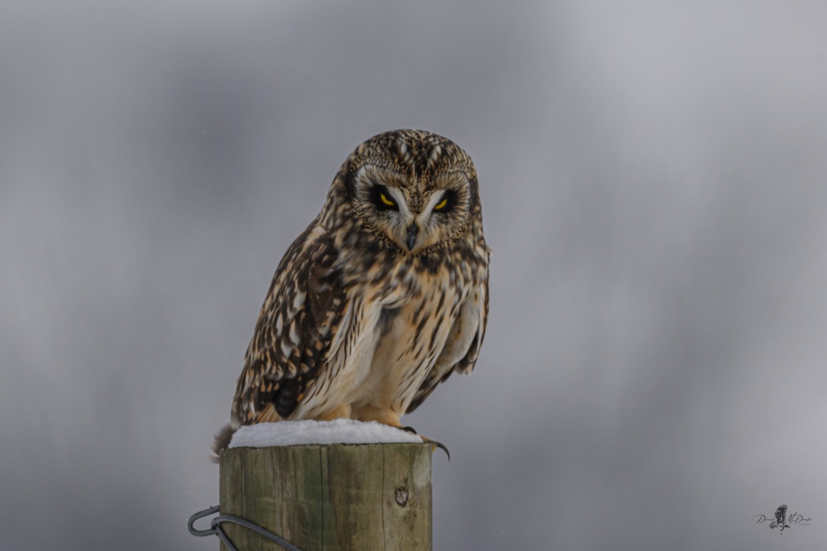 Zingira-hontza - ML646359362