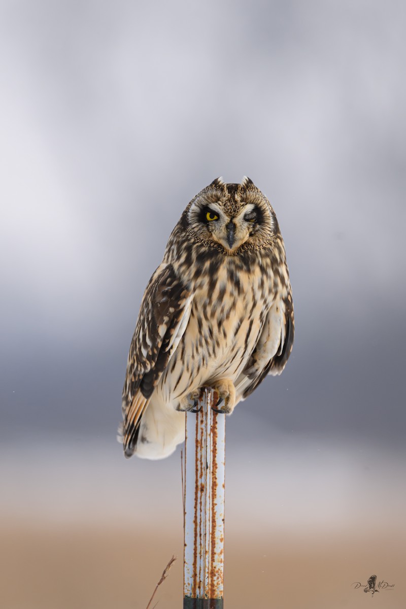 Zingira-hontza - ML646359363