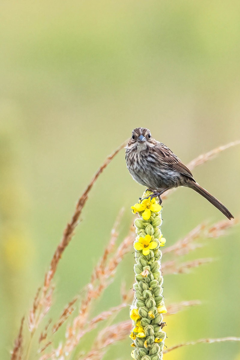 strnadec zpěvný - ML646359368