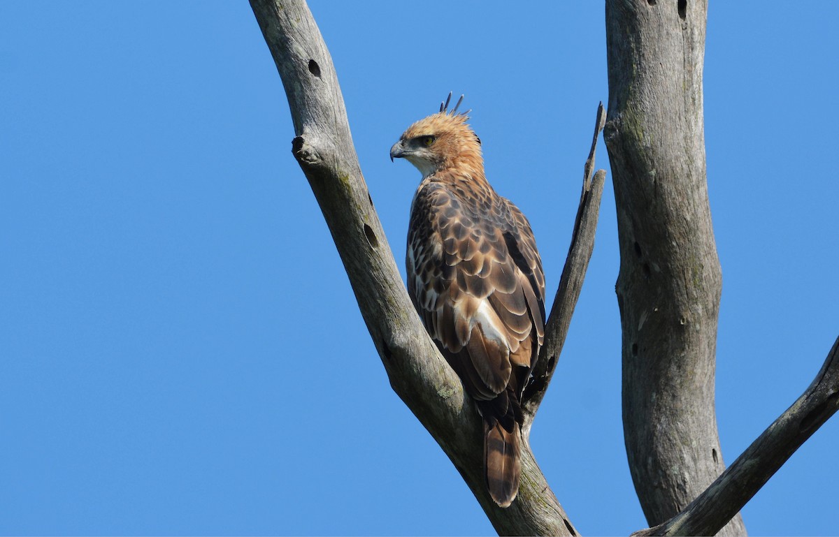 Changeable Hawk-Eagle - ML646359374