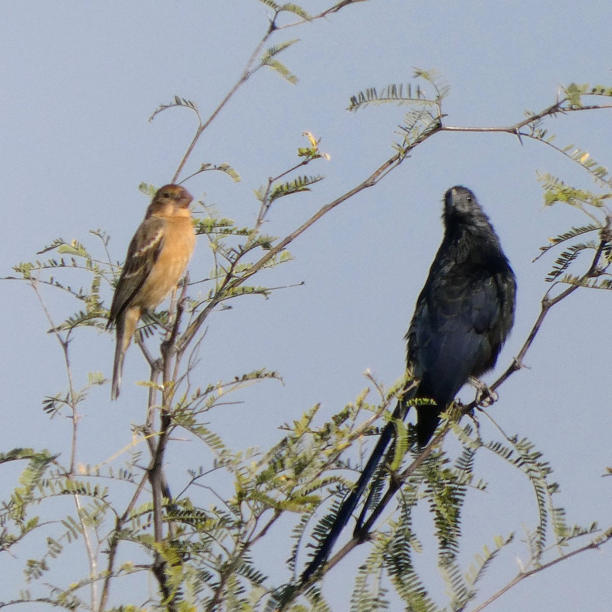 ani rýhozobá - ML646359382