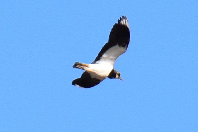Northern Lapwing - ML646359383