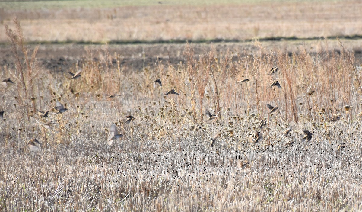 Gorrión Molinero - ML646359385