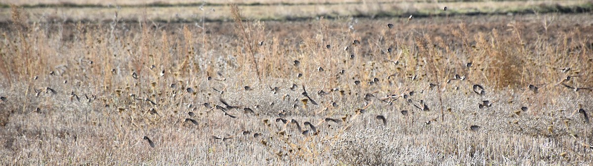 Gorrión Molinero - ML646359387