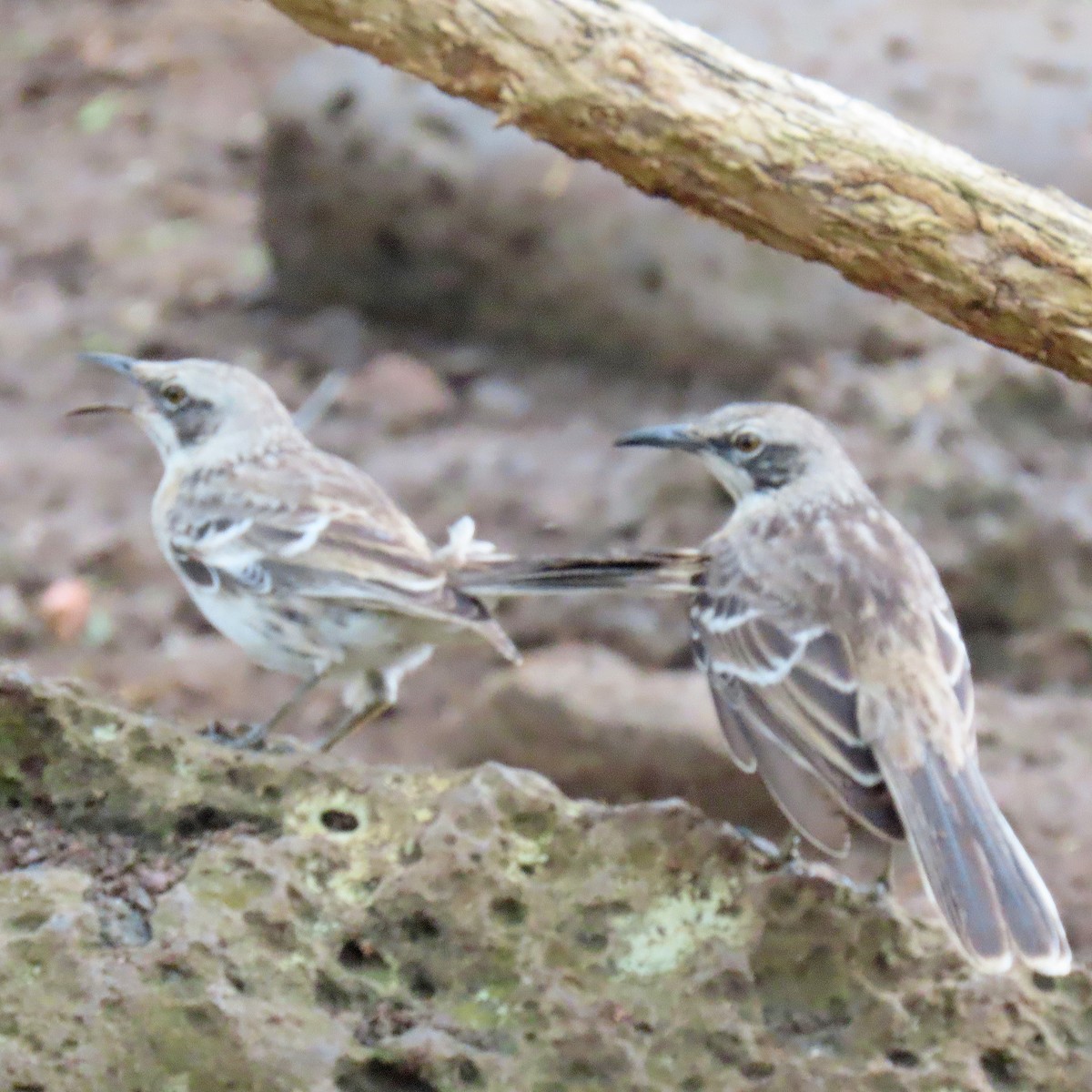 San Cristobal Mockingbird - ML646359388