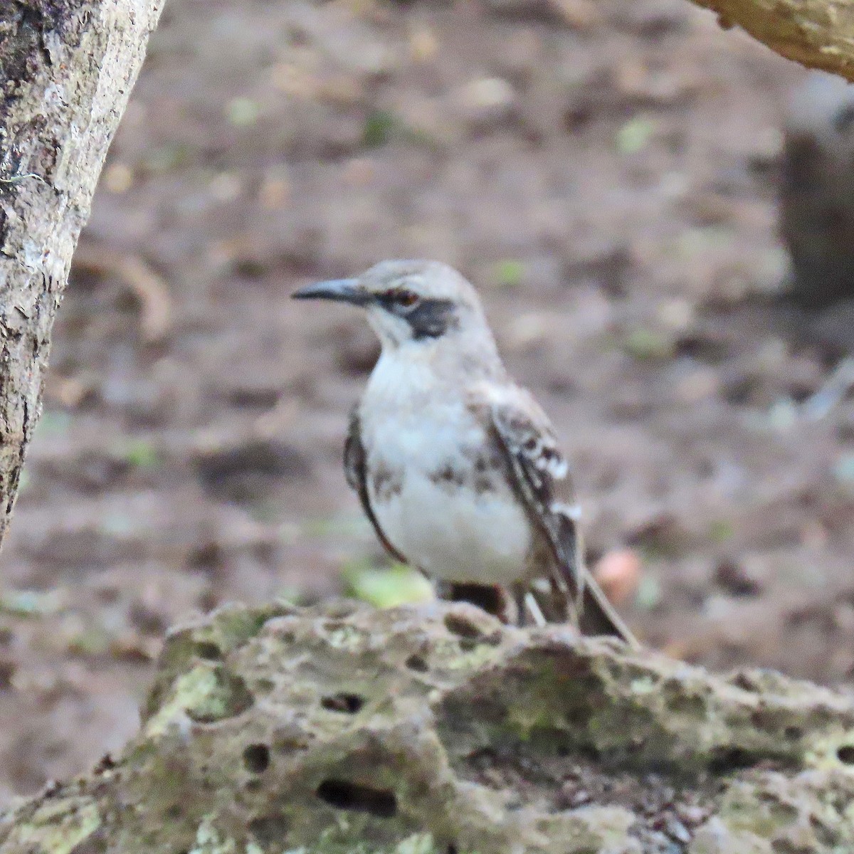 San Cristobal Mockingbird - ML646359389