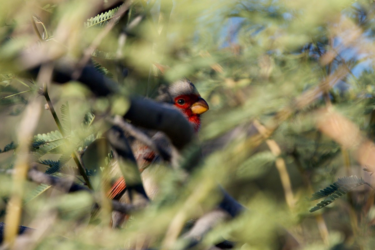 Pyrrhuloxia - ML646359391