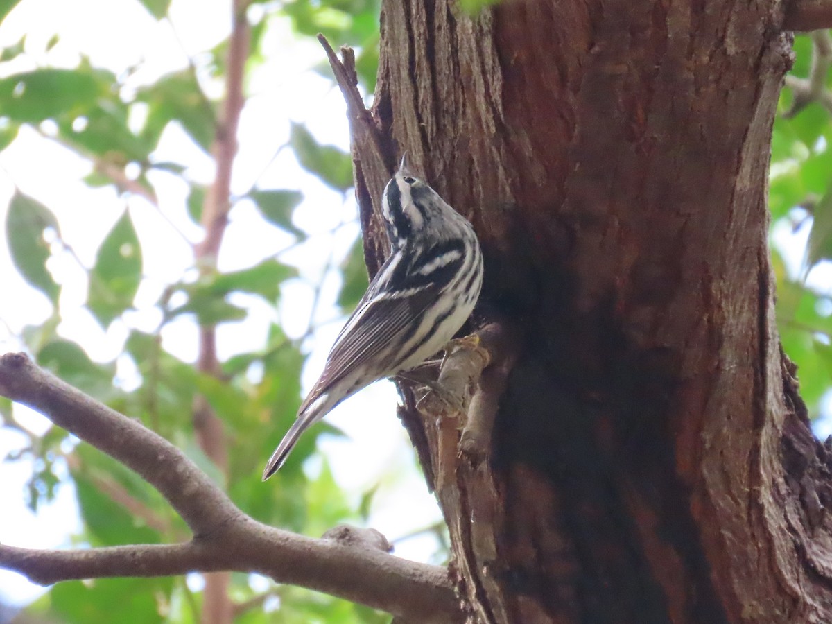 Black-and-white Warbler - ML646359392