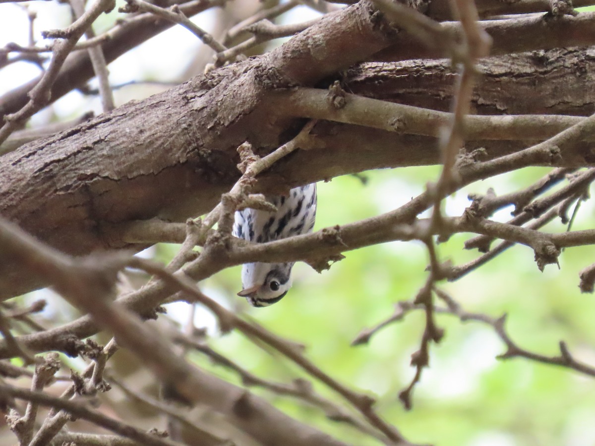 Black-and-white Warbler - ML646359393