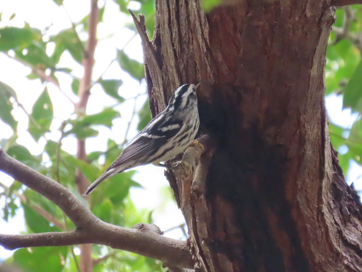 Black-and-white Warbler - ML646359394