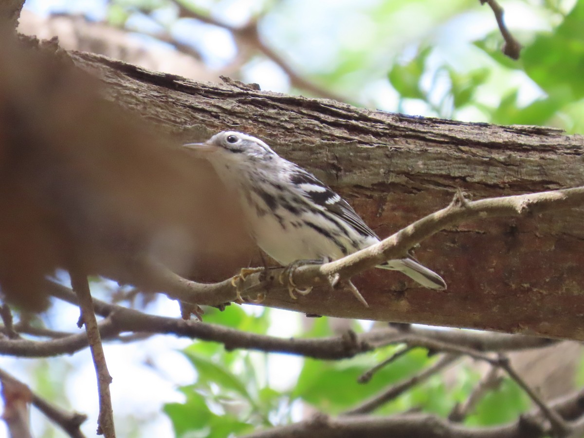 Black-and-white Warbler - ML646359395