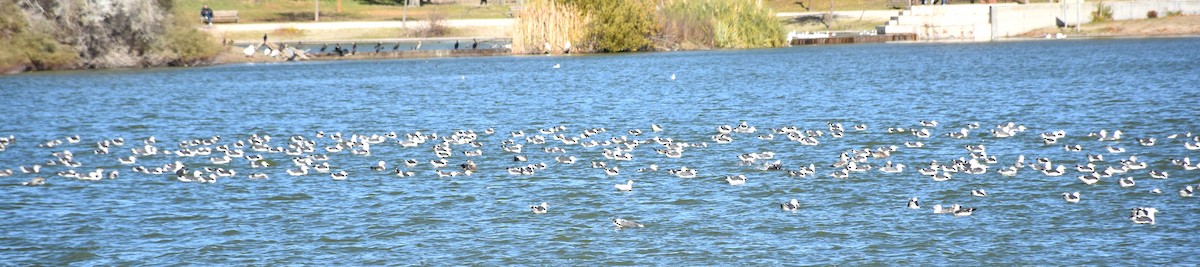 Lesser Black-backed Gull - ML646359399