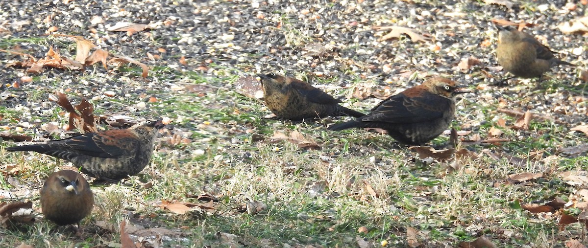 Rusty Blackbird - ML646359400