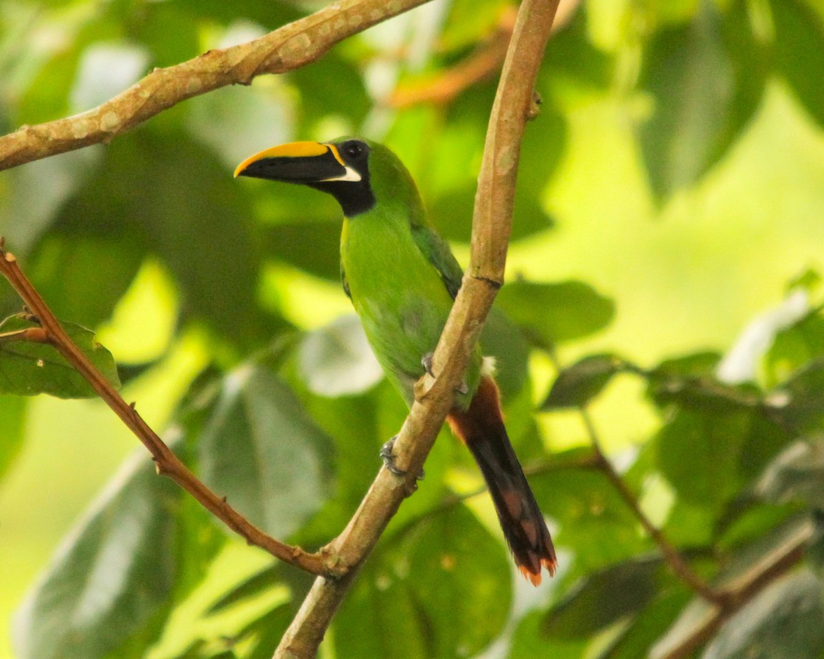 Southern Emerald-Toucanet (Black-throated) - ML646359401