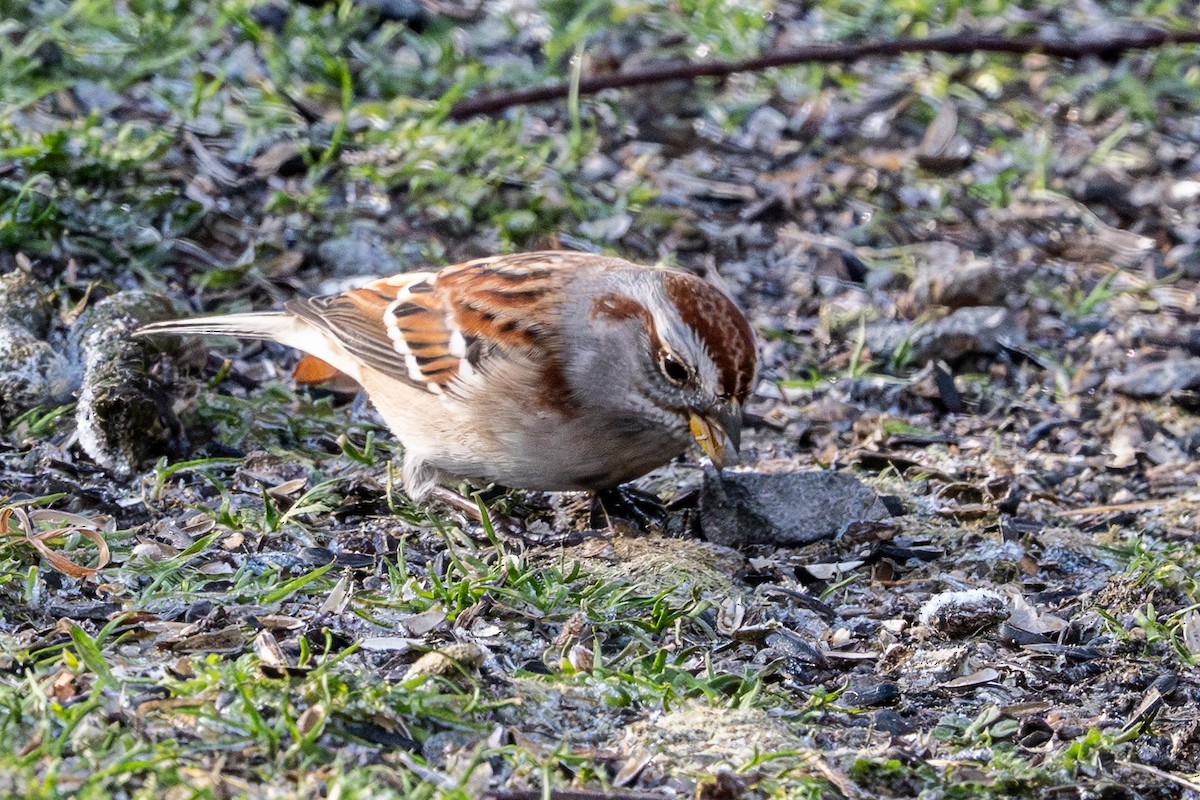 American Tree Sparrow - ML646359402