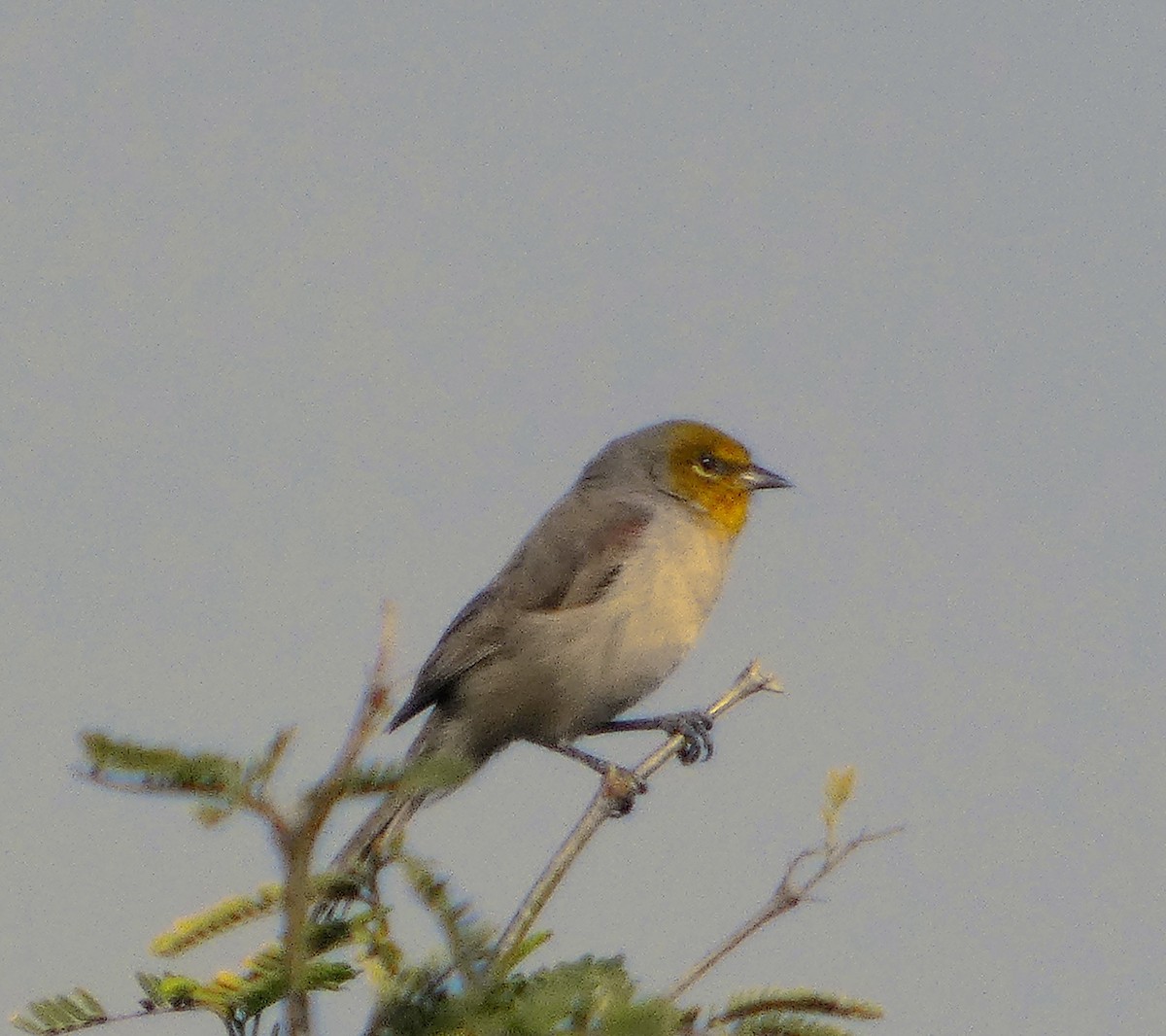 Verdin - ML646359403