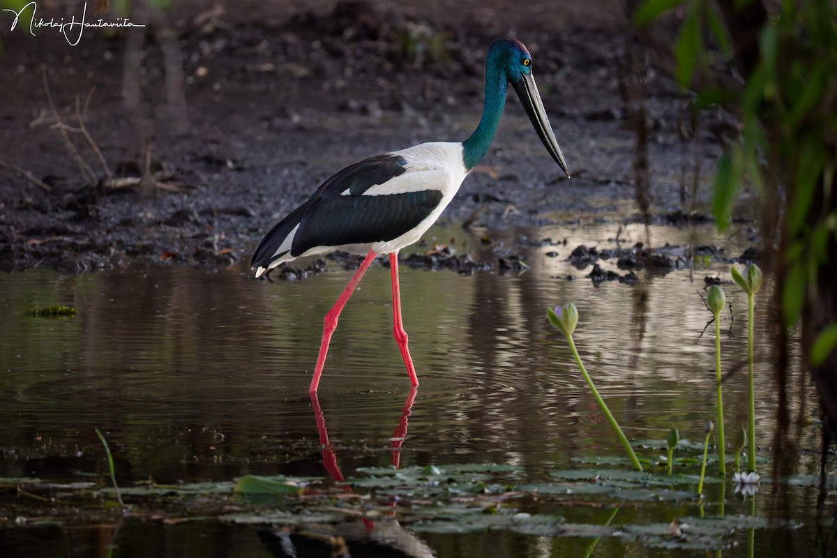 Black-necked Stork - ML646359404