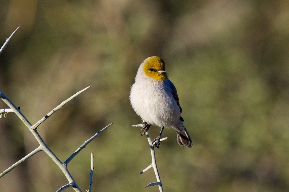 Verdin - ML646359405