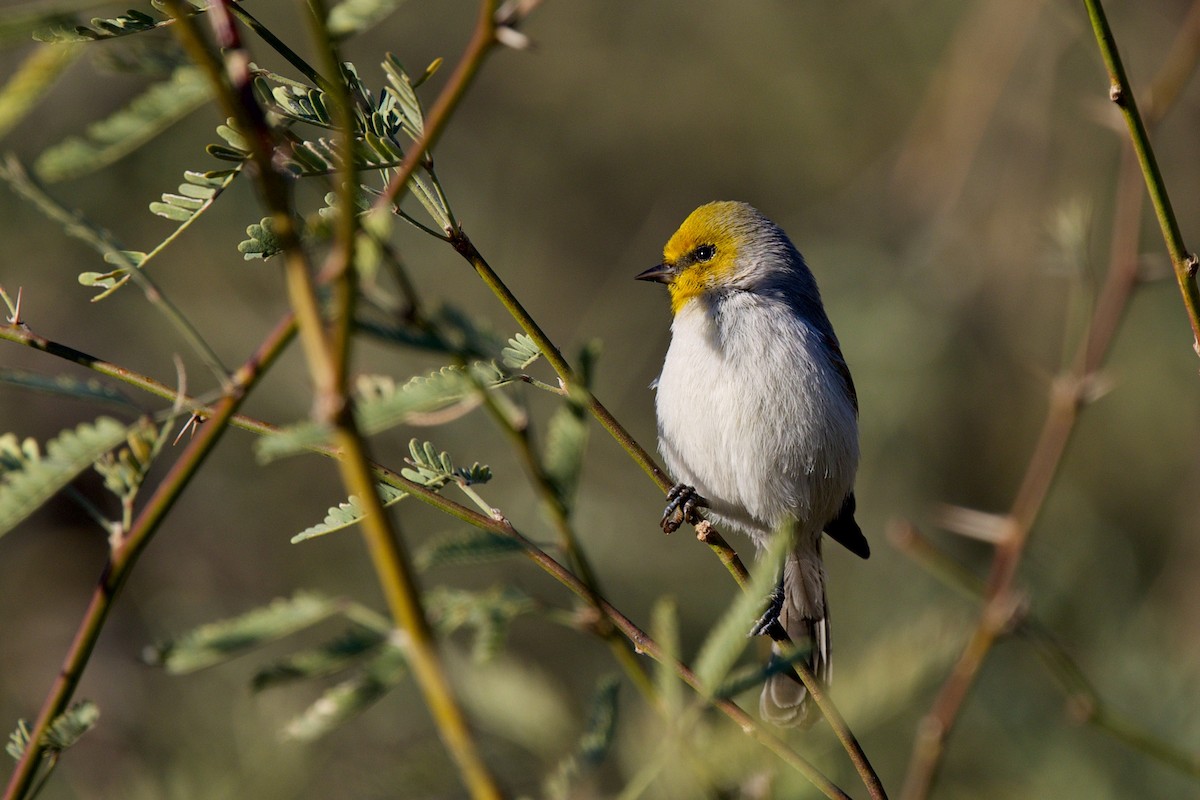 Verdin - ML646359406