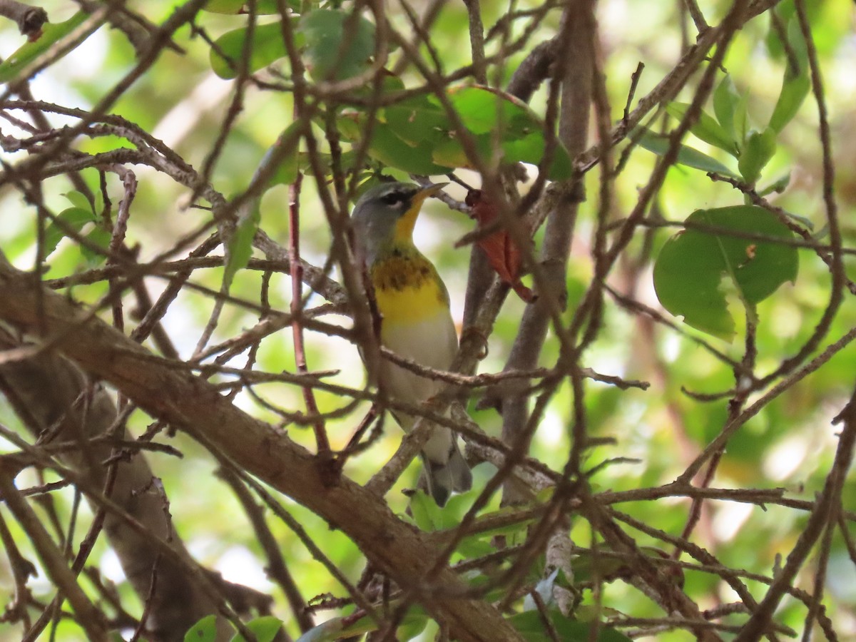 Northern Parula - ML646359408