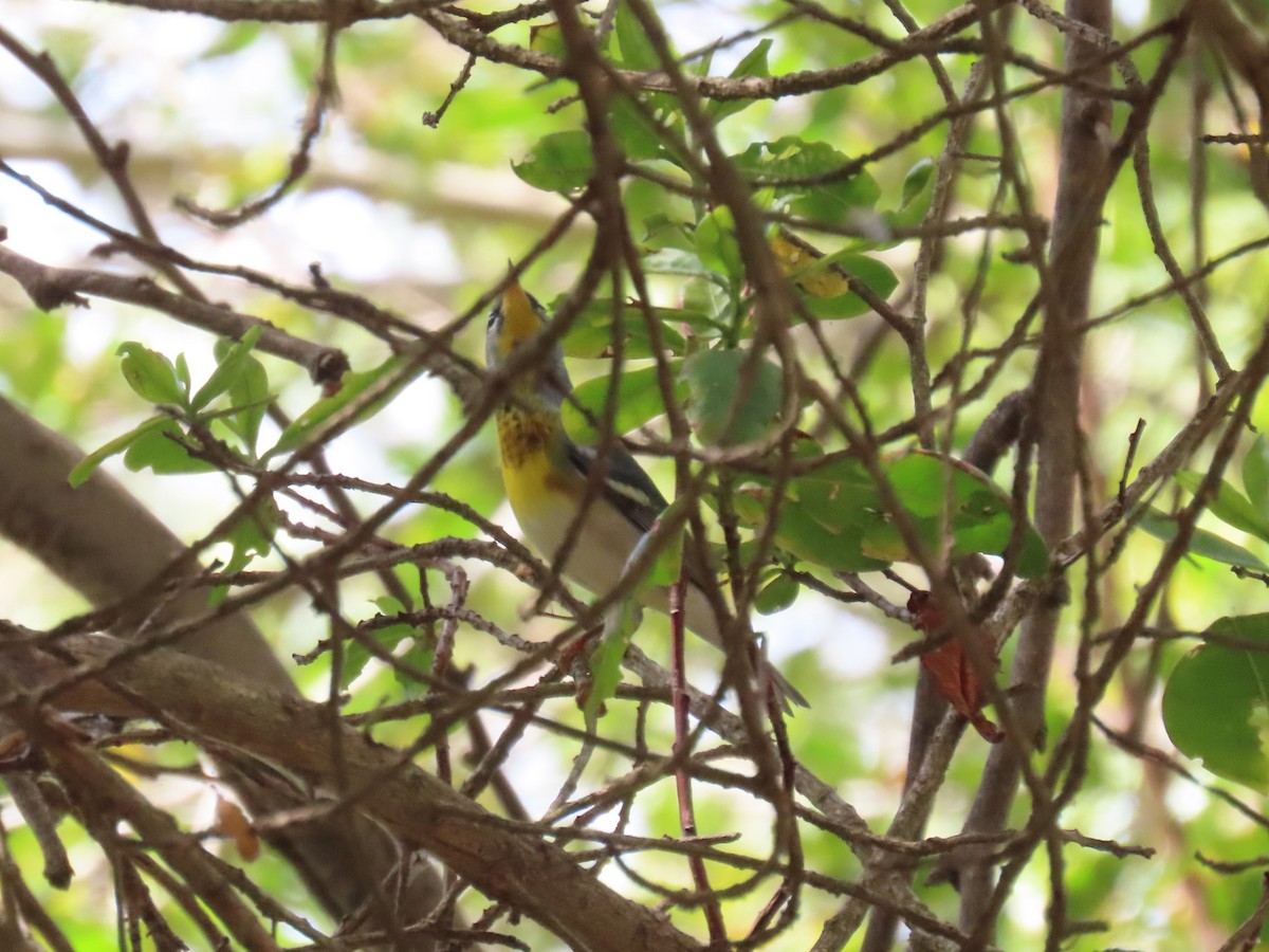 Northern Parula - ML646359409