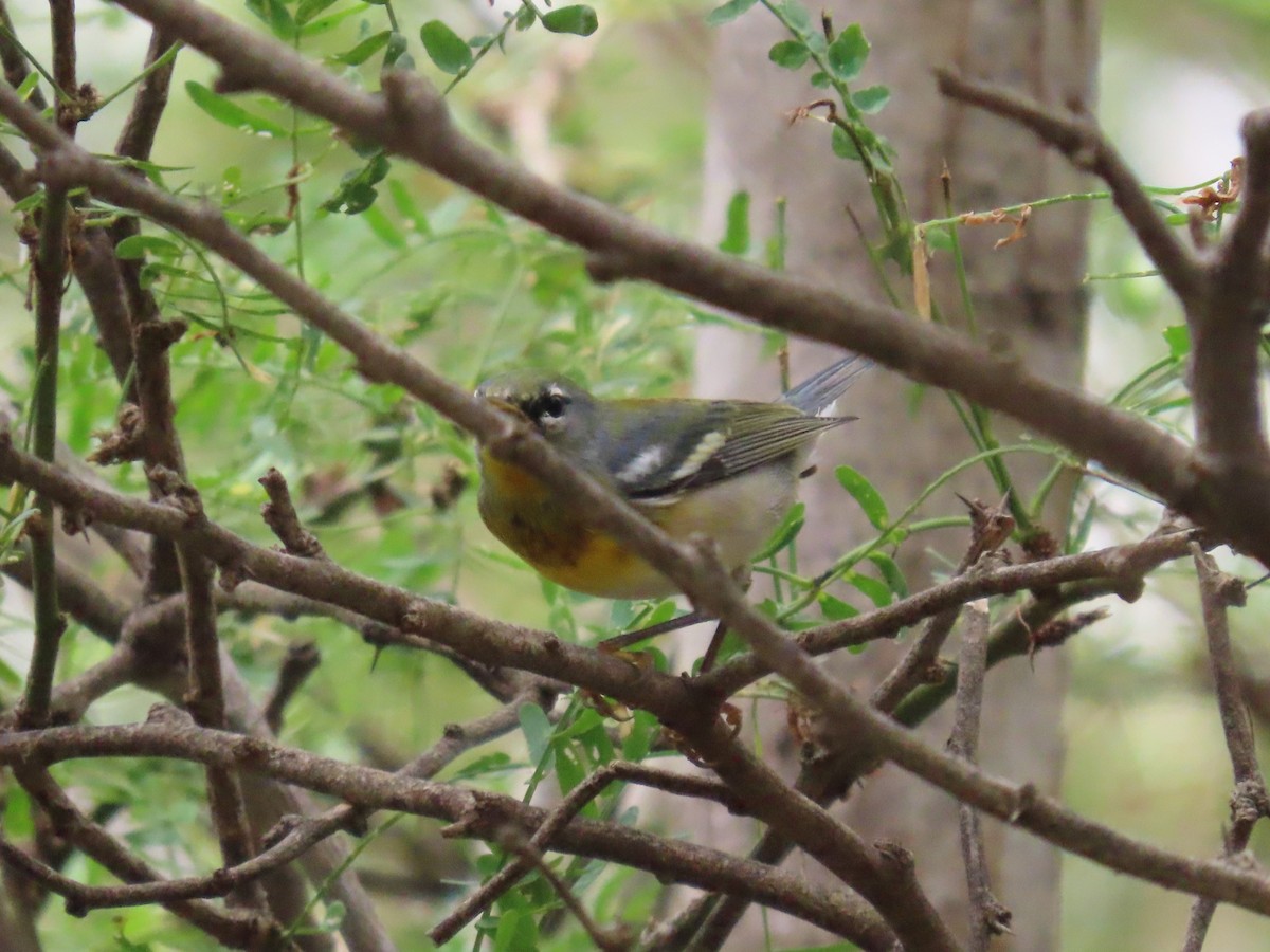 Northern Parula - ML646359410