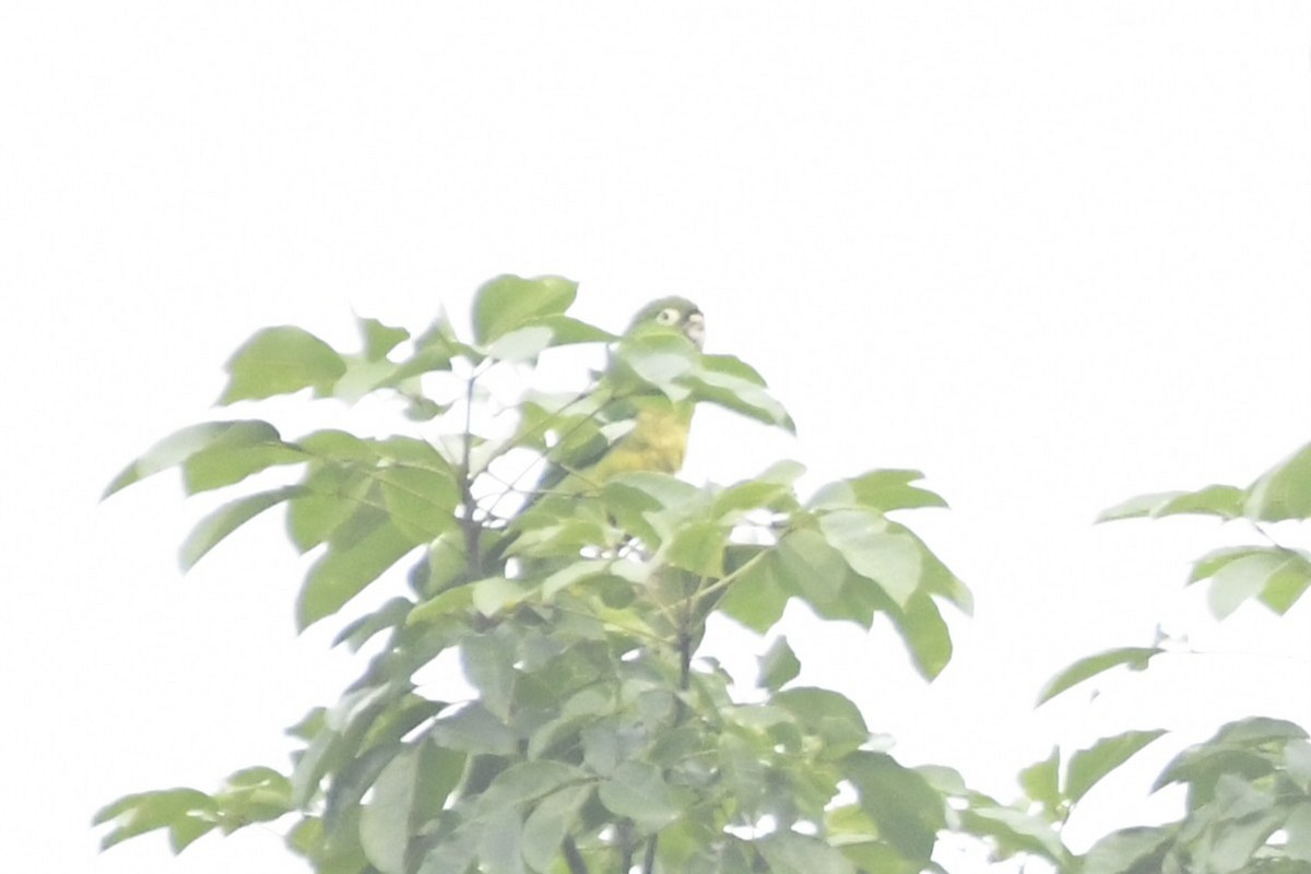 Olive-throated Parakeet (Aztec) - ML646359411