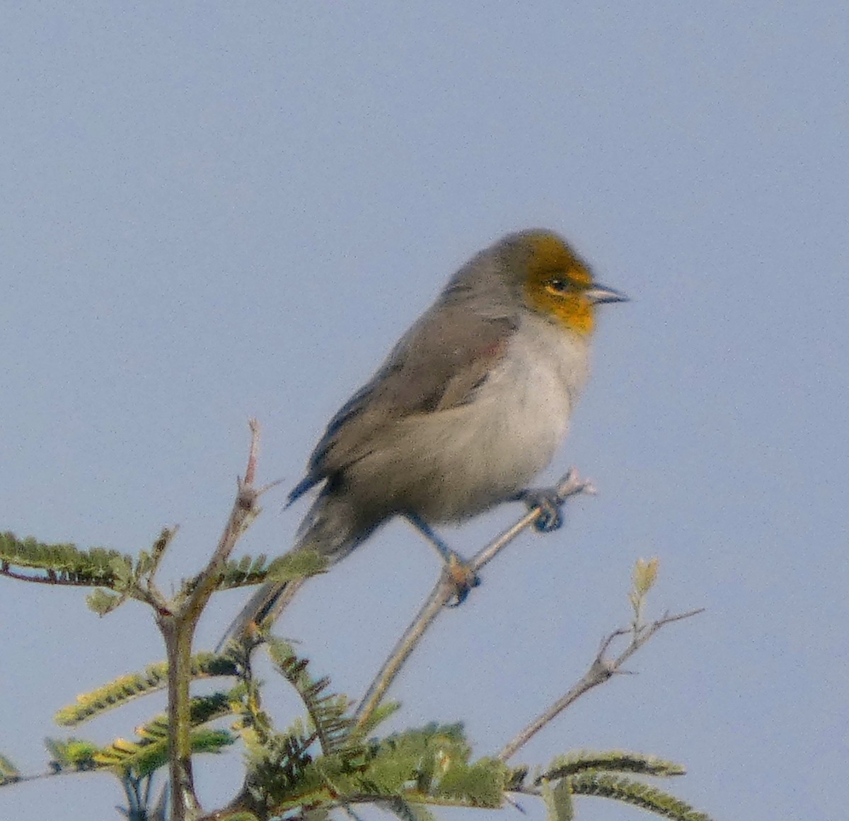 Verdin - ML646359412