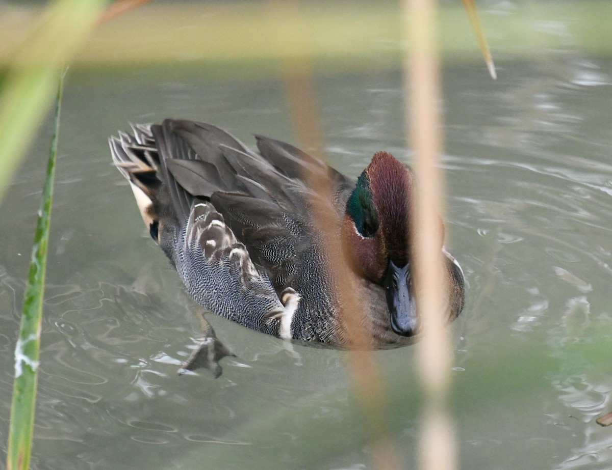 Green-winged Teal - ML646359413