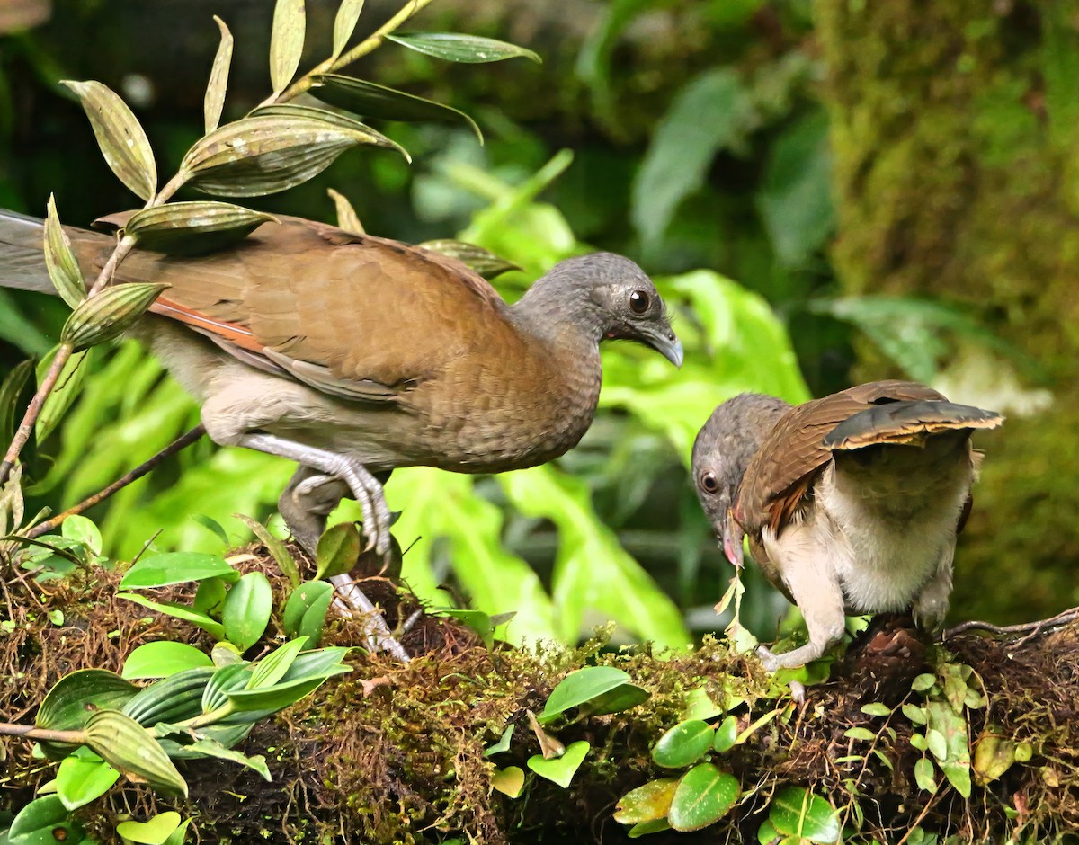 Gray-headed Chachalaca - ML646359415