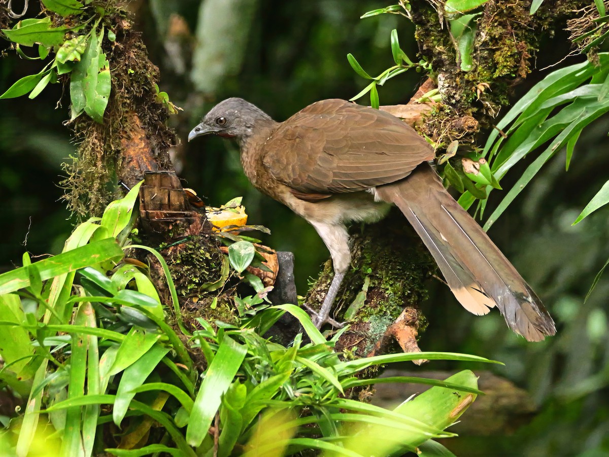 Gray-headed Chachalaca - ML646359416