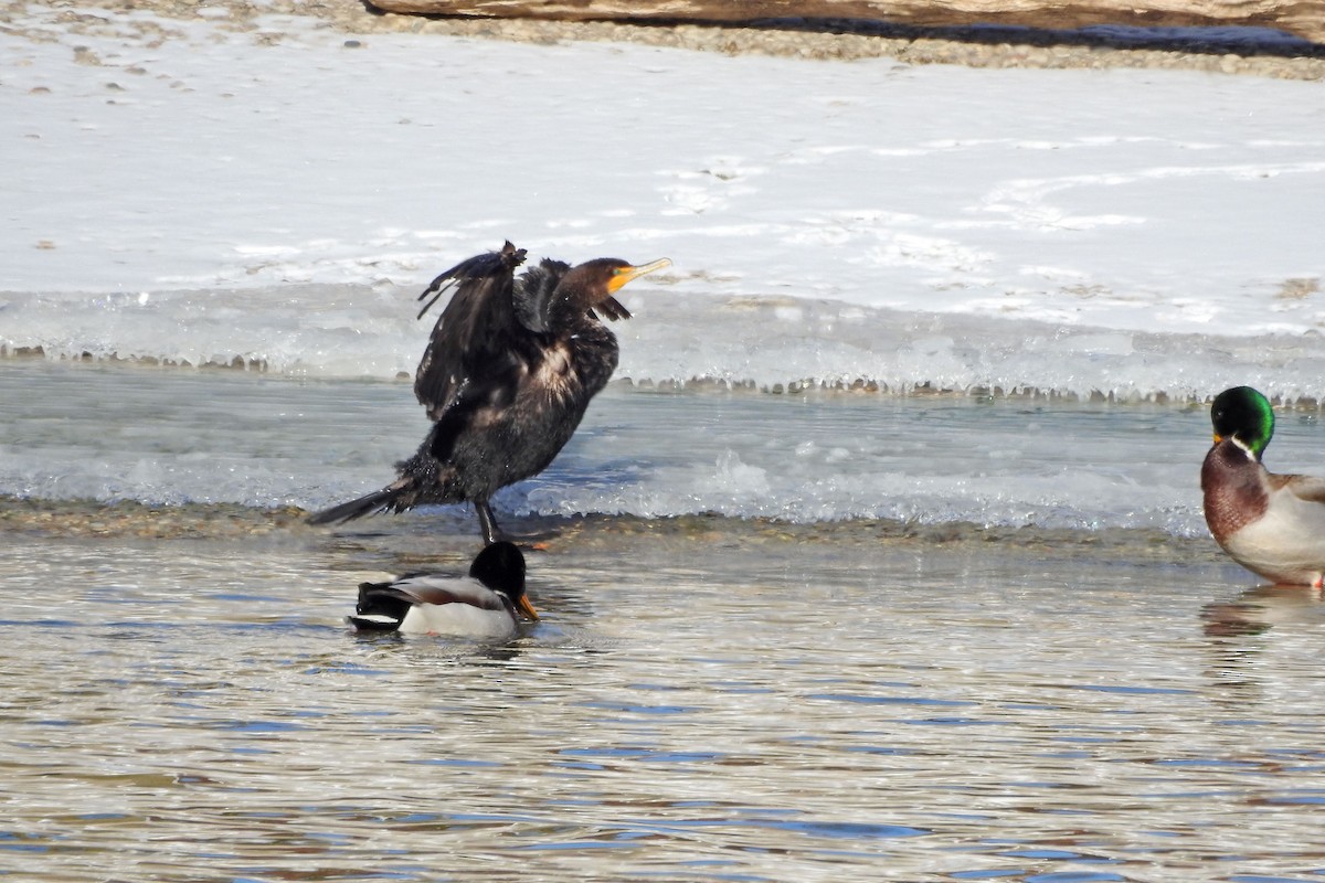 Double-crested Cormorant - ML646359418