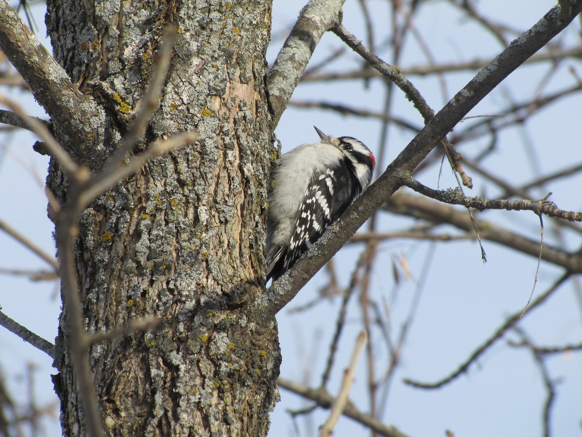 Downy Woodpecker - ML646359420