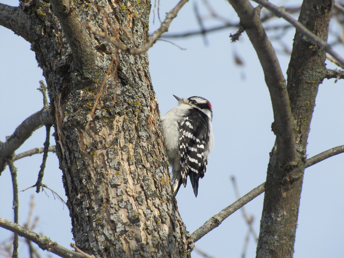 Downy Woodpecker - ML646359421