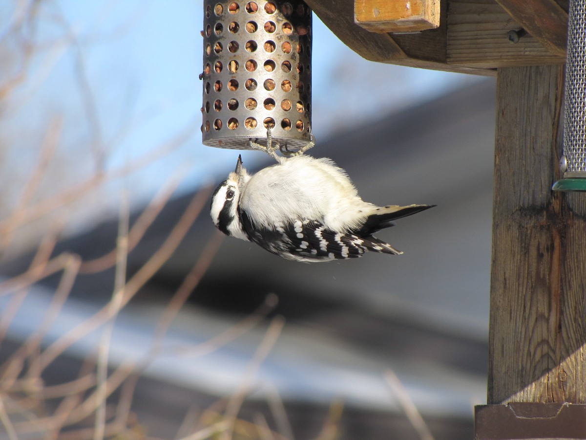 Downy Woodpecker - ML646359422