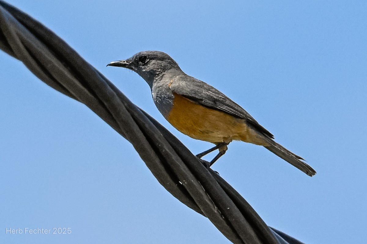 Littoral Rock-Thrush - ML646359429
