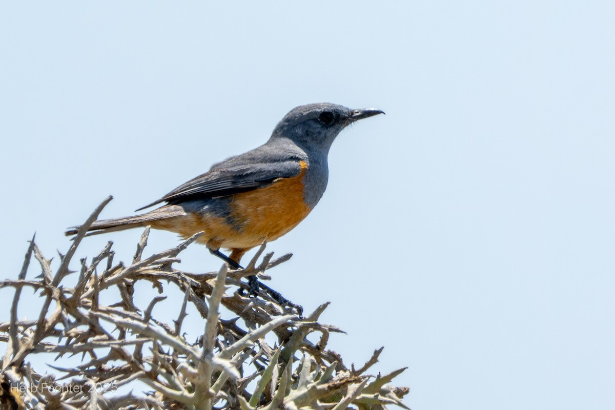 Littoral Rock-Thrush - ML646359430