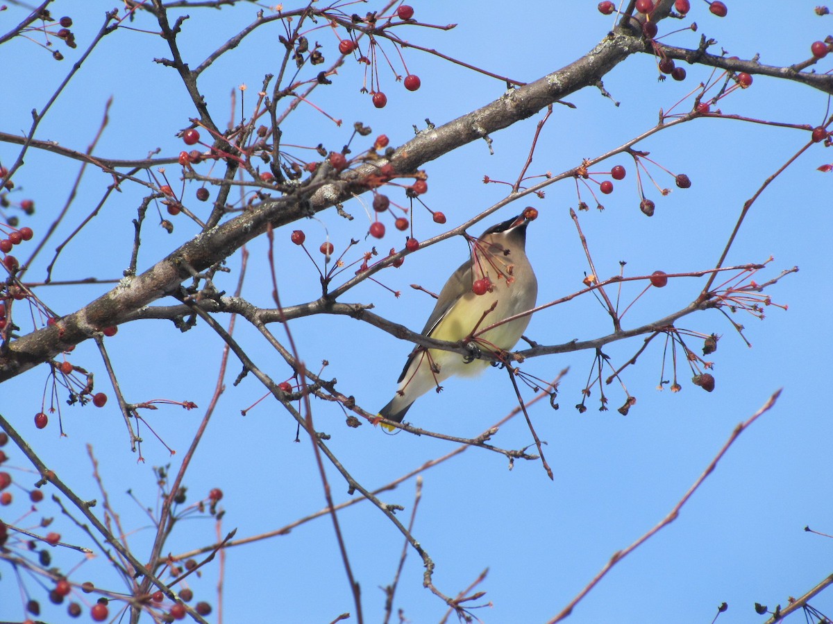 Cedar Waxwing - ML646359431