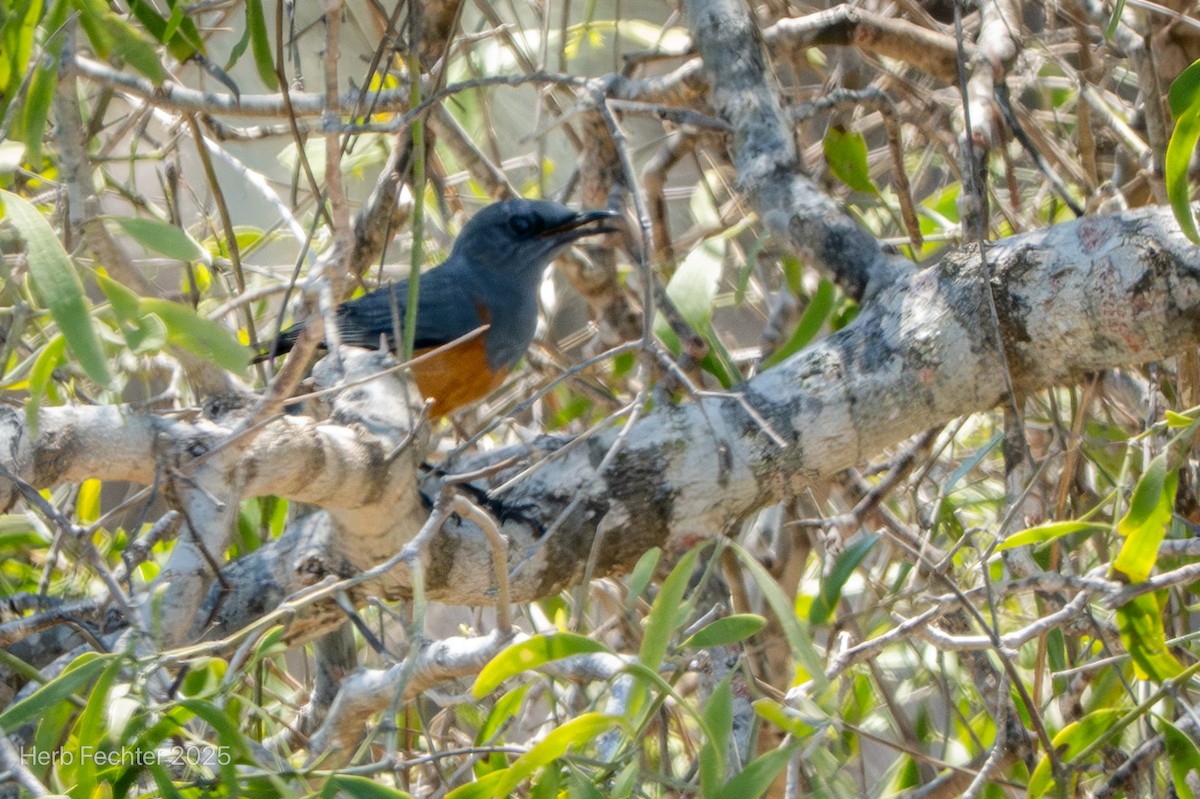 Littoral Rock-Thrush - ML646359432