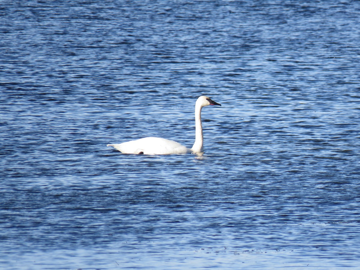Trumpeter Swan - ML646359433