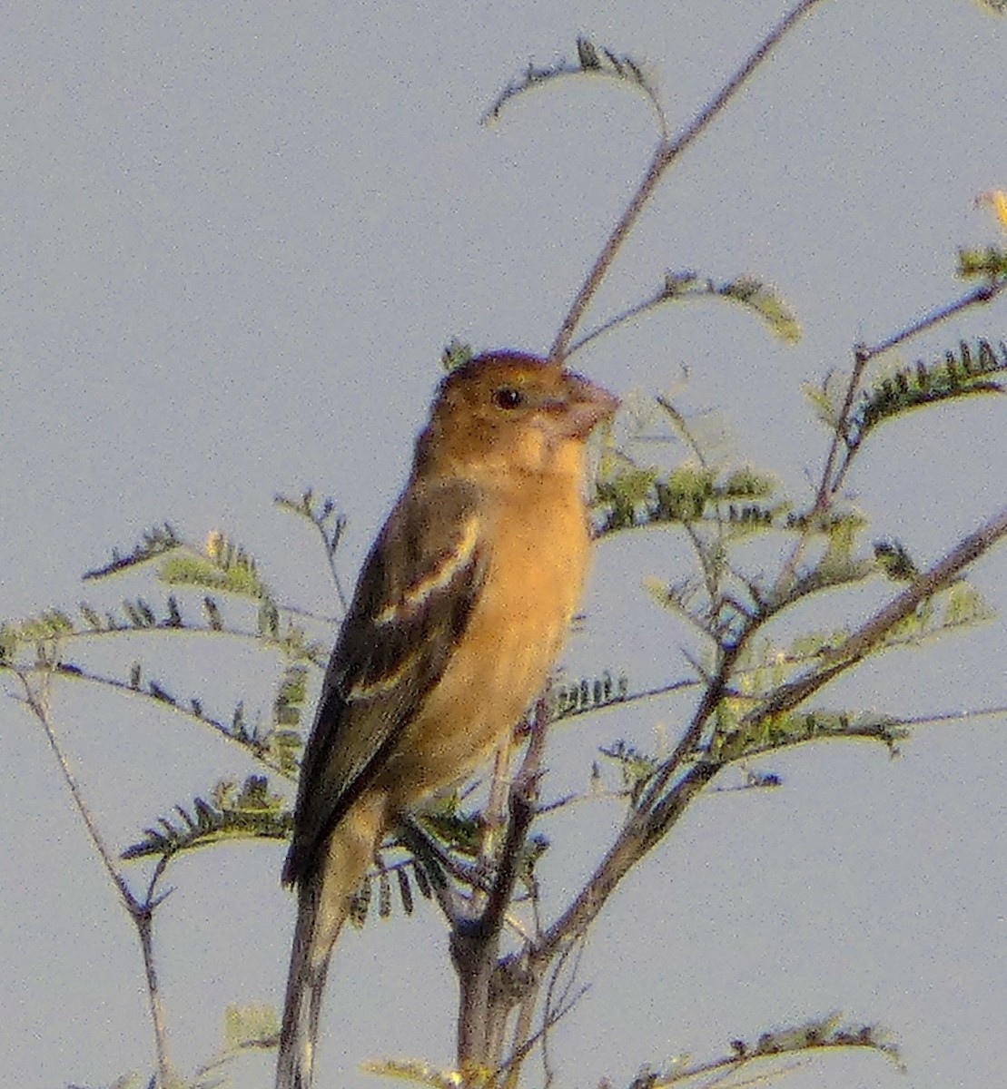 Blue Grosbeak - ML646359434