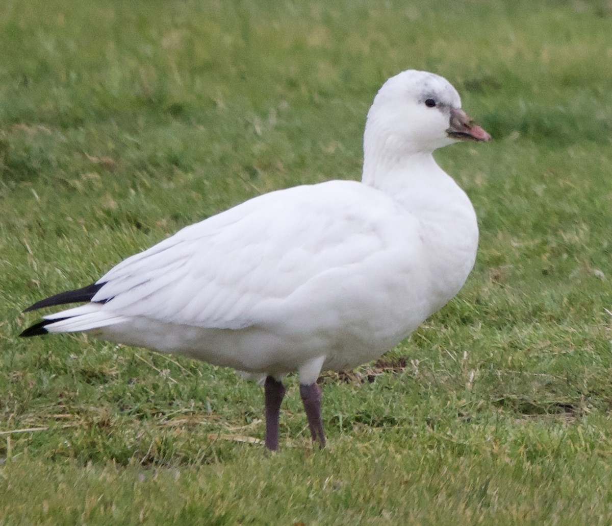 אווז קנדי - ML646359435