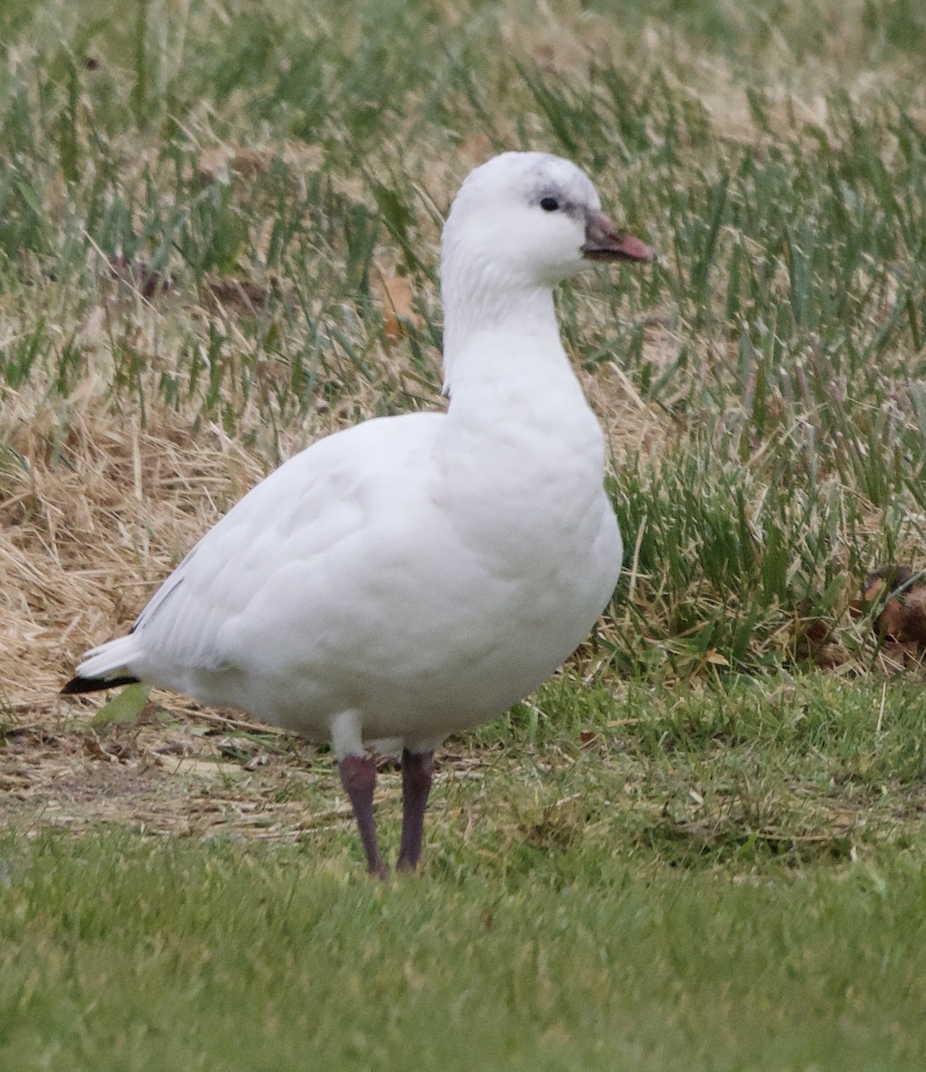 אווז קנדי - ML646359436