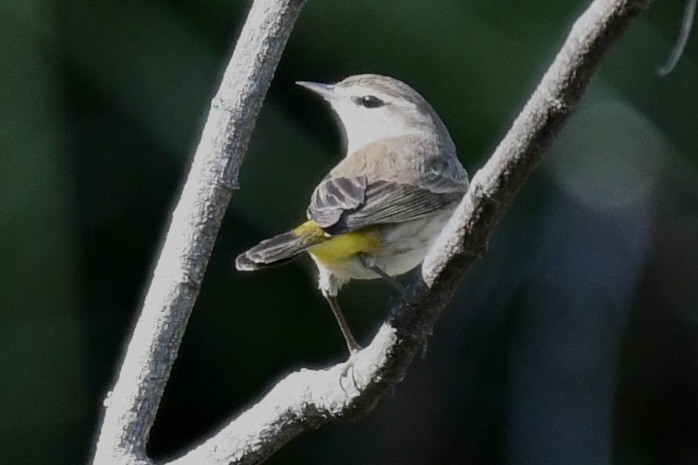 Palm Warbler - ML646359437